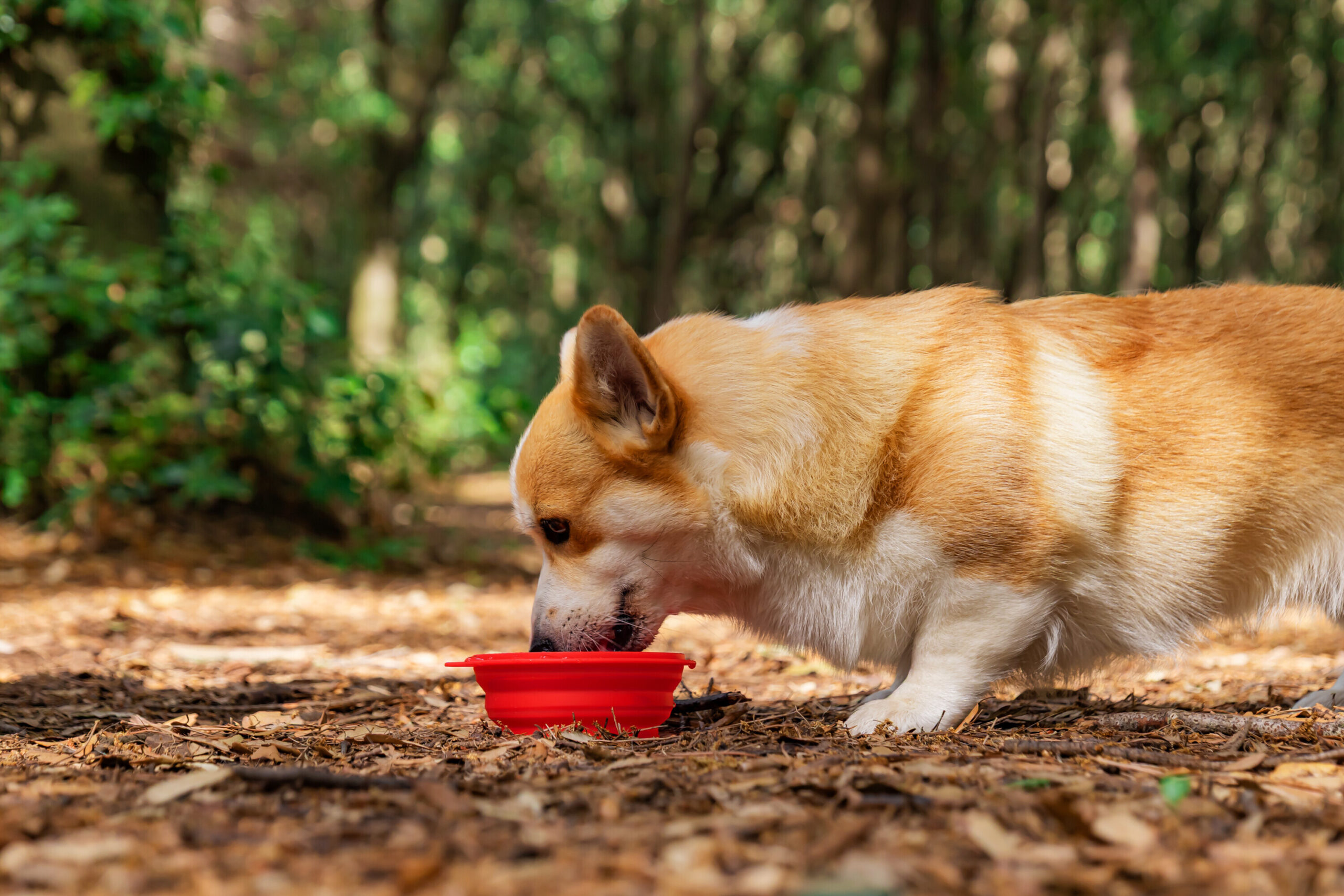Ciotola da viaggio per animali - 500 ml - immagine 6