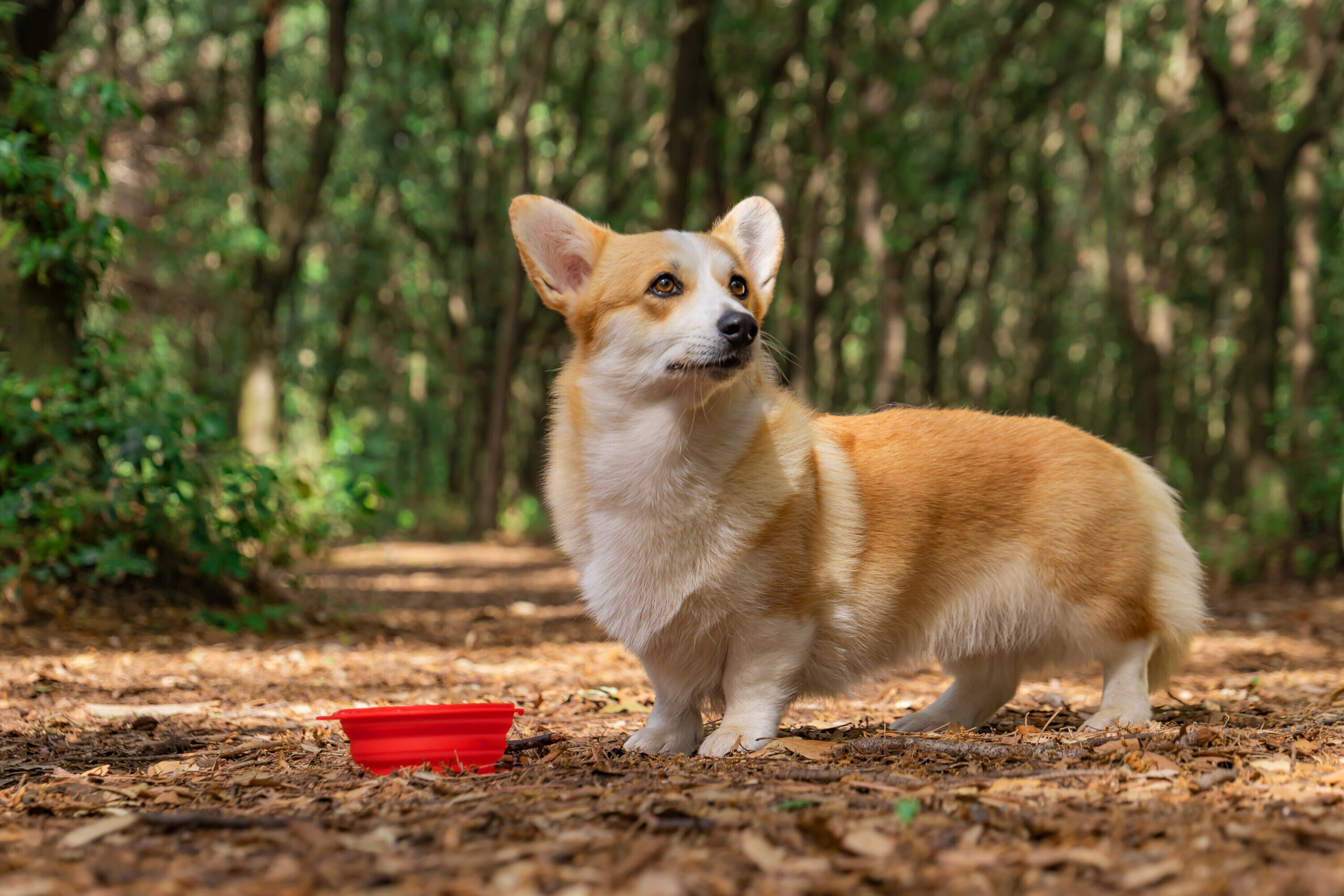 Ciotola da viaggio per animali - 500 ml - immagine 7