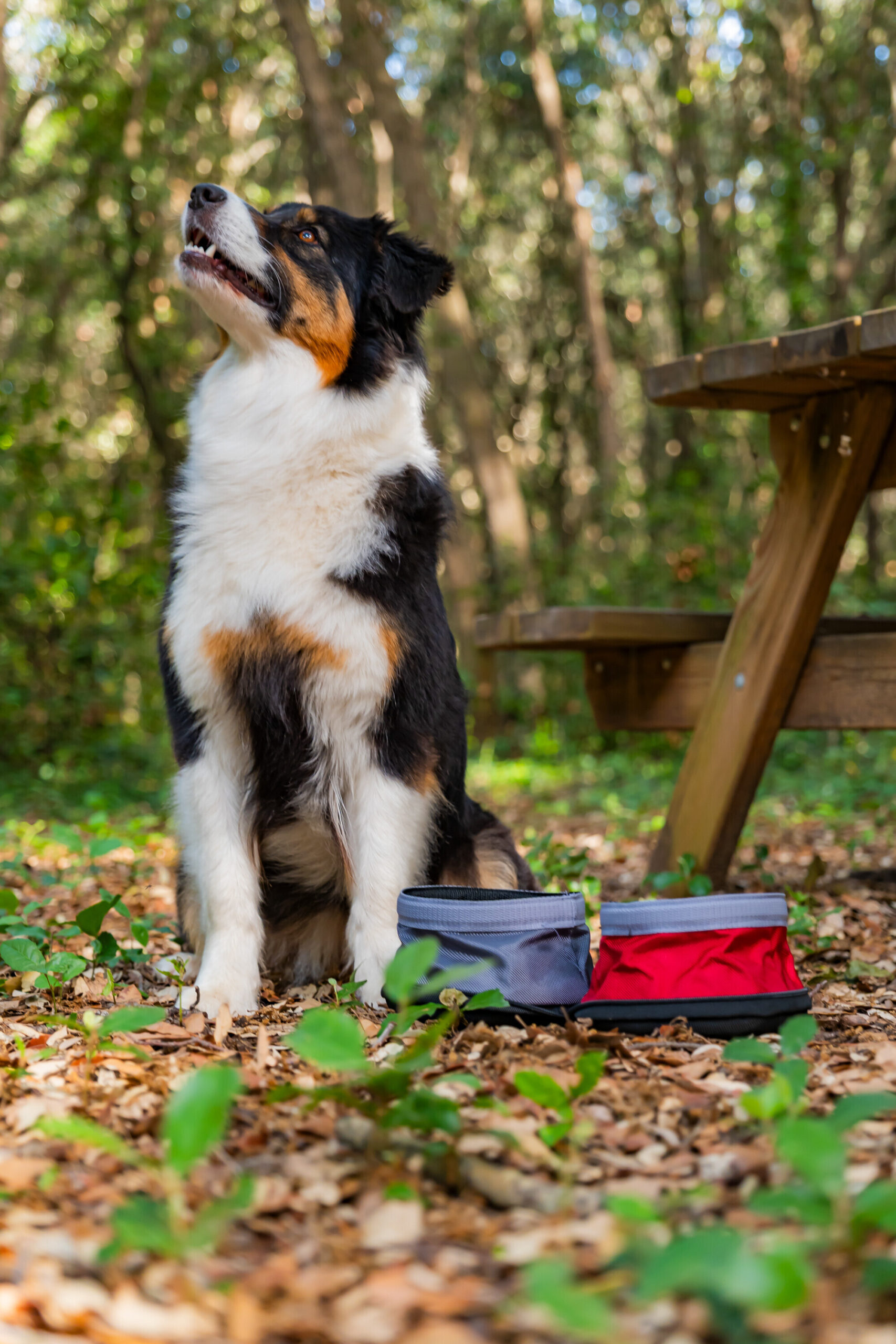 Pet Bowl, doppia ciotola da viaggio per animali - 1100+1400 ml - immagine 4