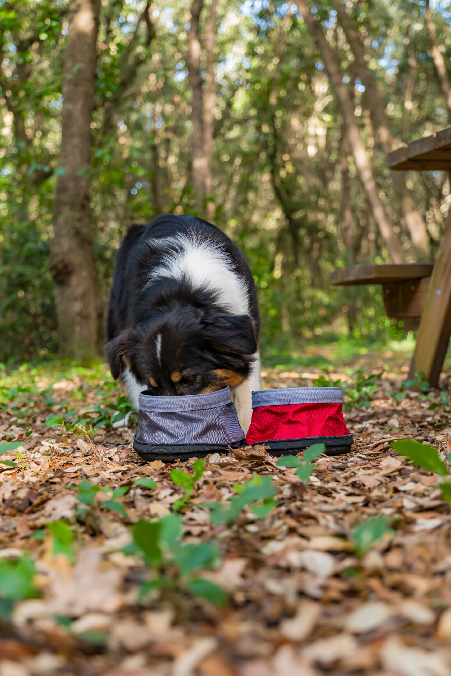 Pet Bowl, doppia ciotola da viaggio per animali - 1100+1400 ml - immagine 5