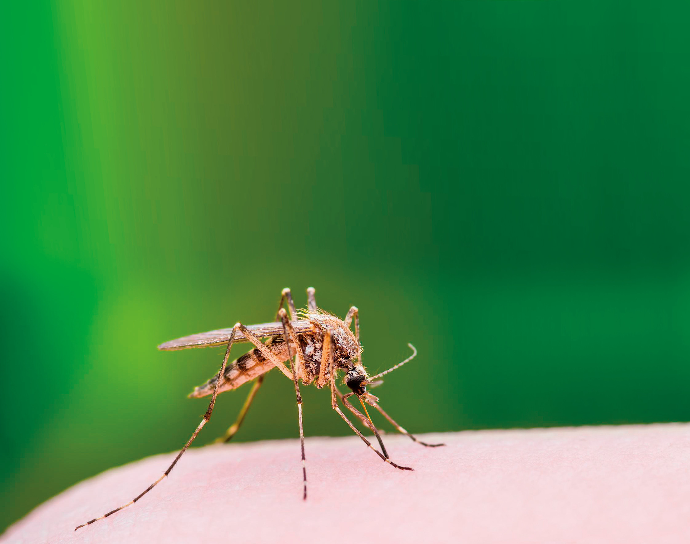 Penna lenitiva contro le punture di insetti - 16 ml - immagine 4