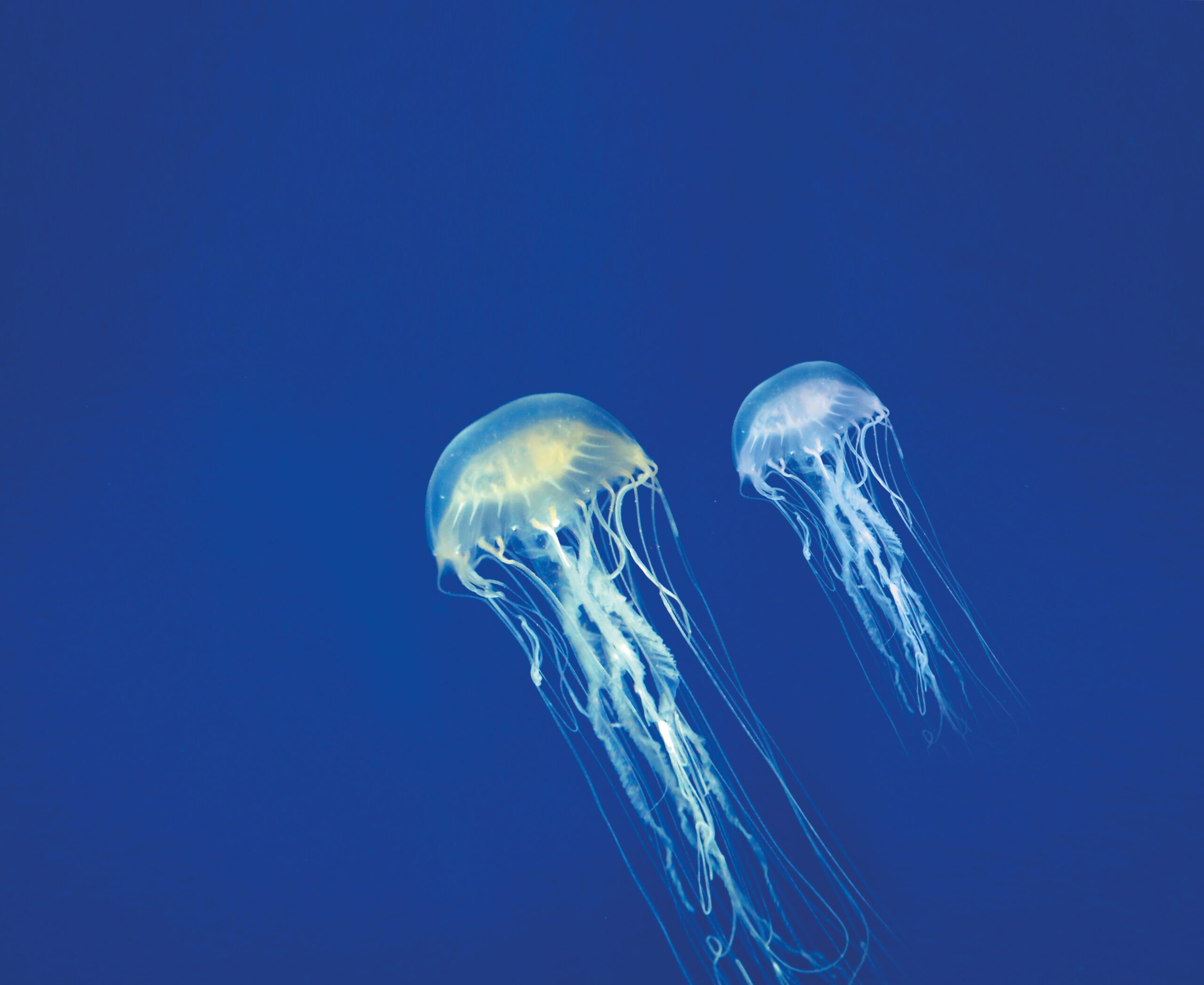 Penna lenitiva contro le punture di insetti - 16 ml - immagine 5