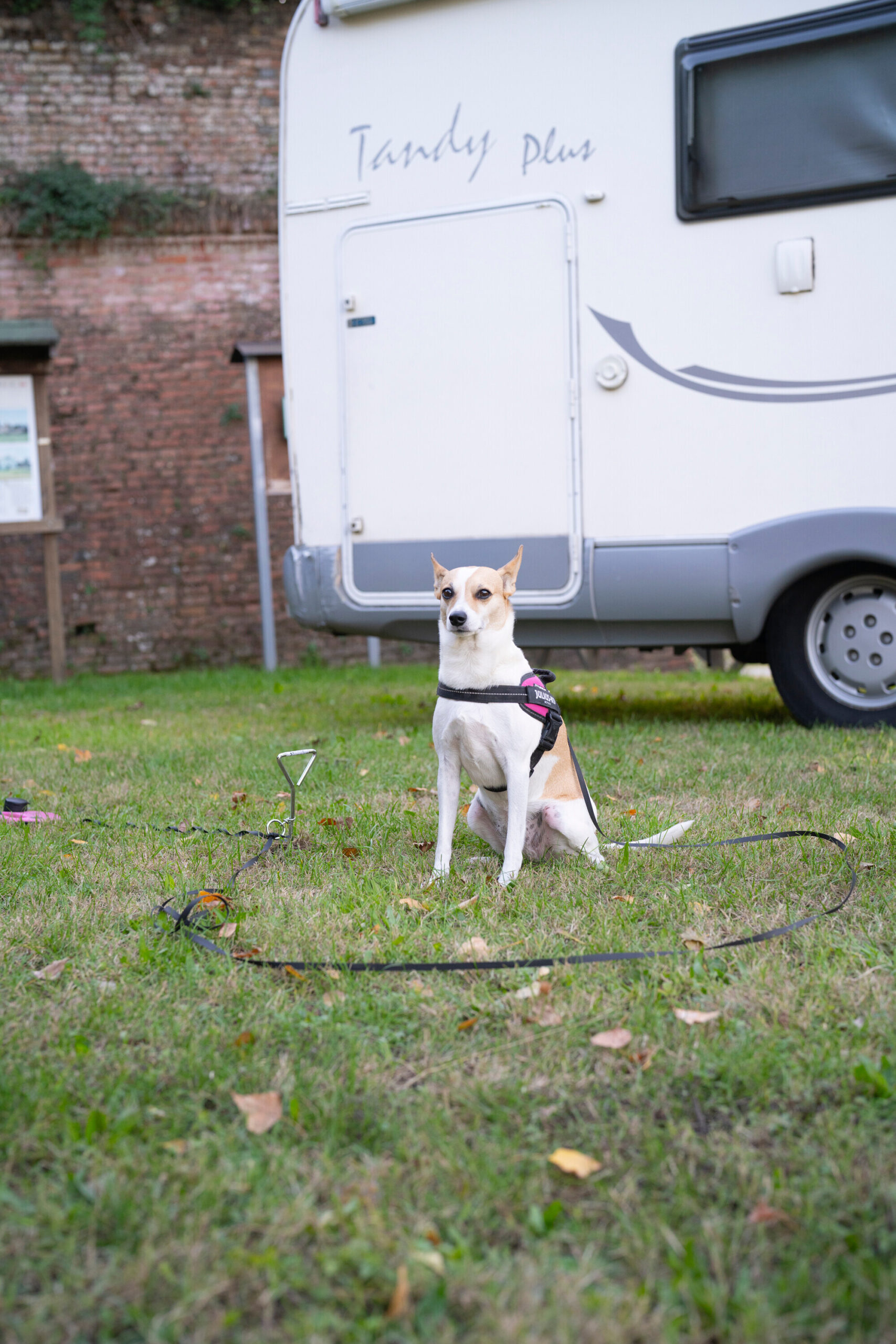 Picchetto per guinzaglio 3 Picchetto per guinzaglio - immagine 3